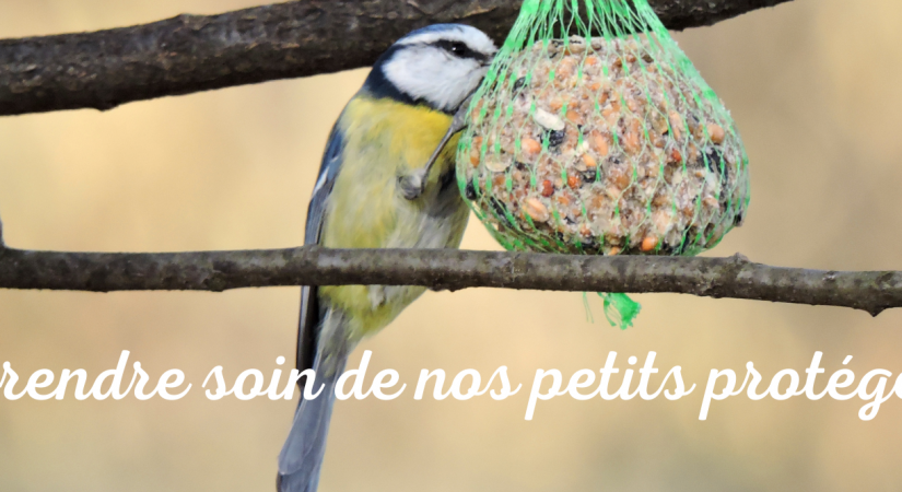 Mangeoire perchoir pour oiseaux - Petits Compagnons